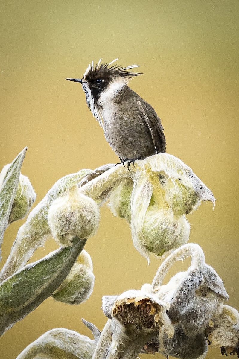 Green-bearded Helmetcrest - ML615764086