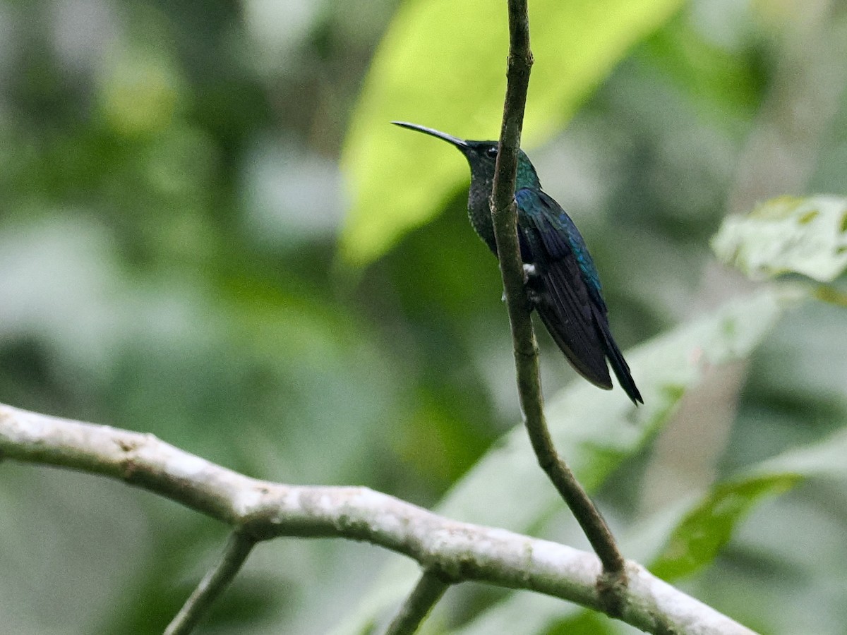 kolibřík nymfový - ML615764098