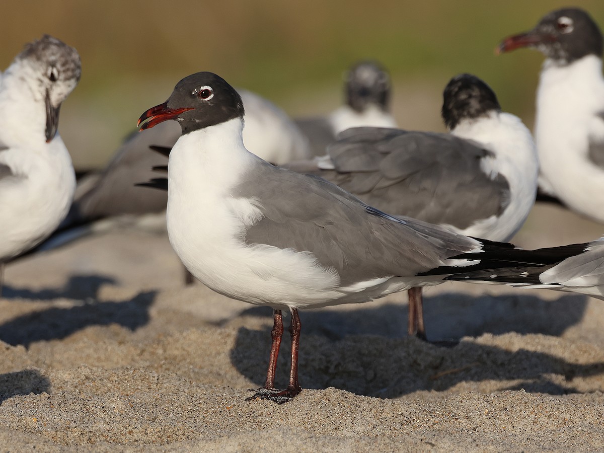 Laughing Gull - Alan Versaw