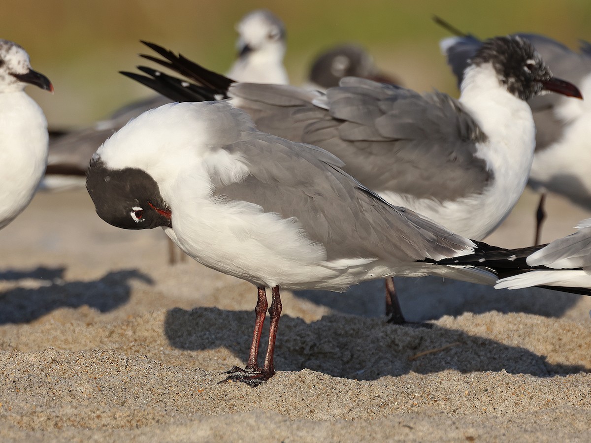 Mouette atricille - ML615764116