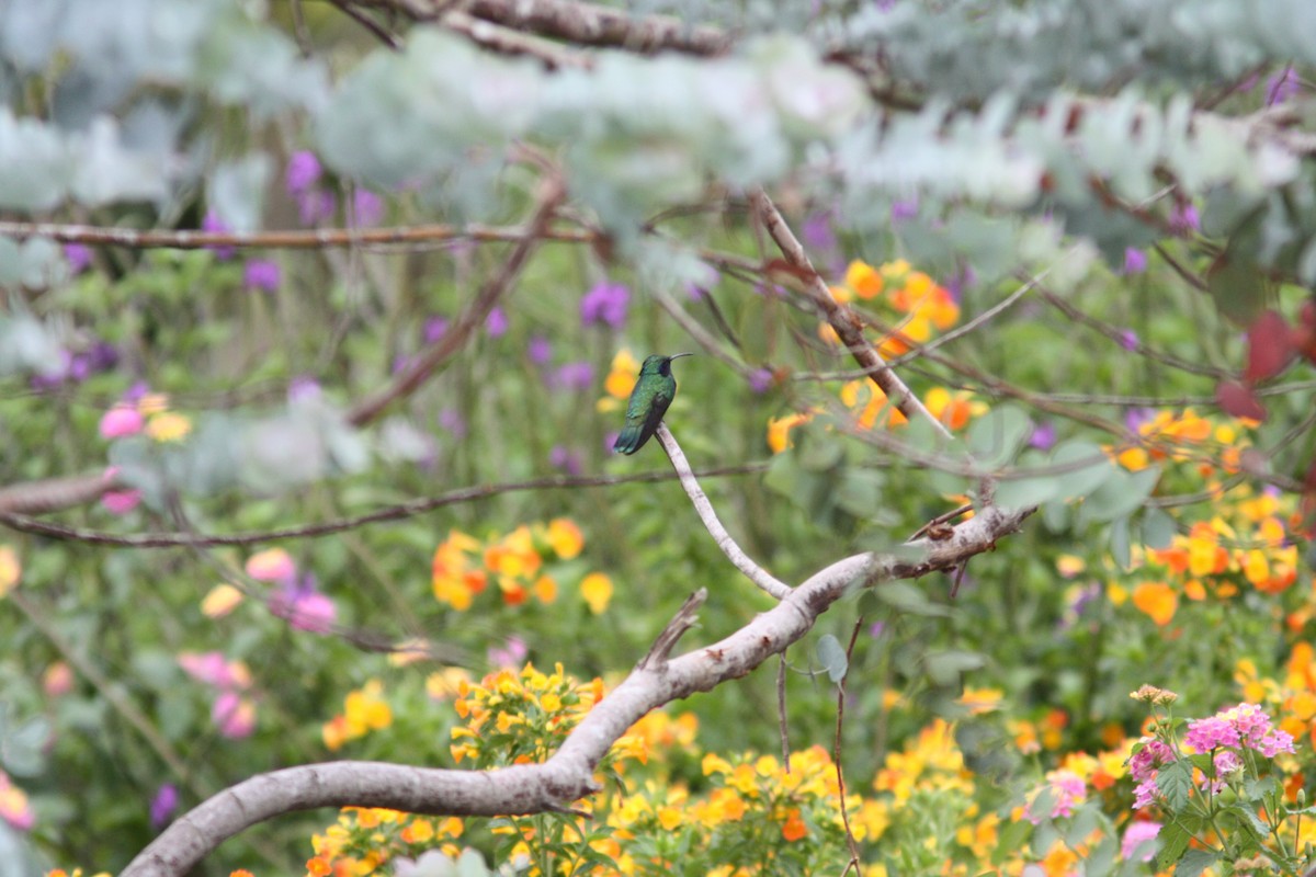 kolibřík modrouchý - ML615764142