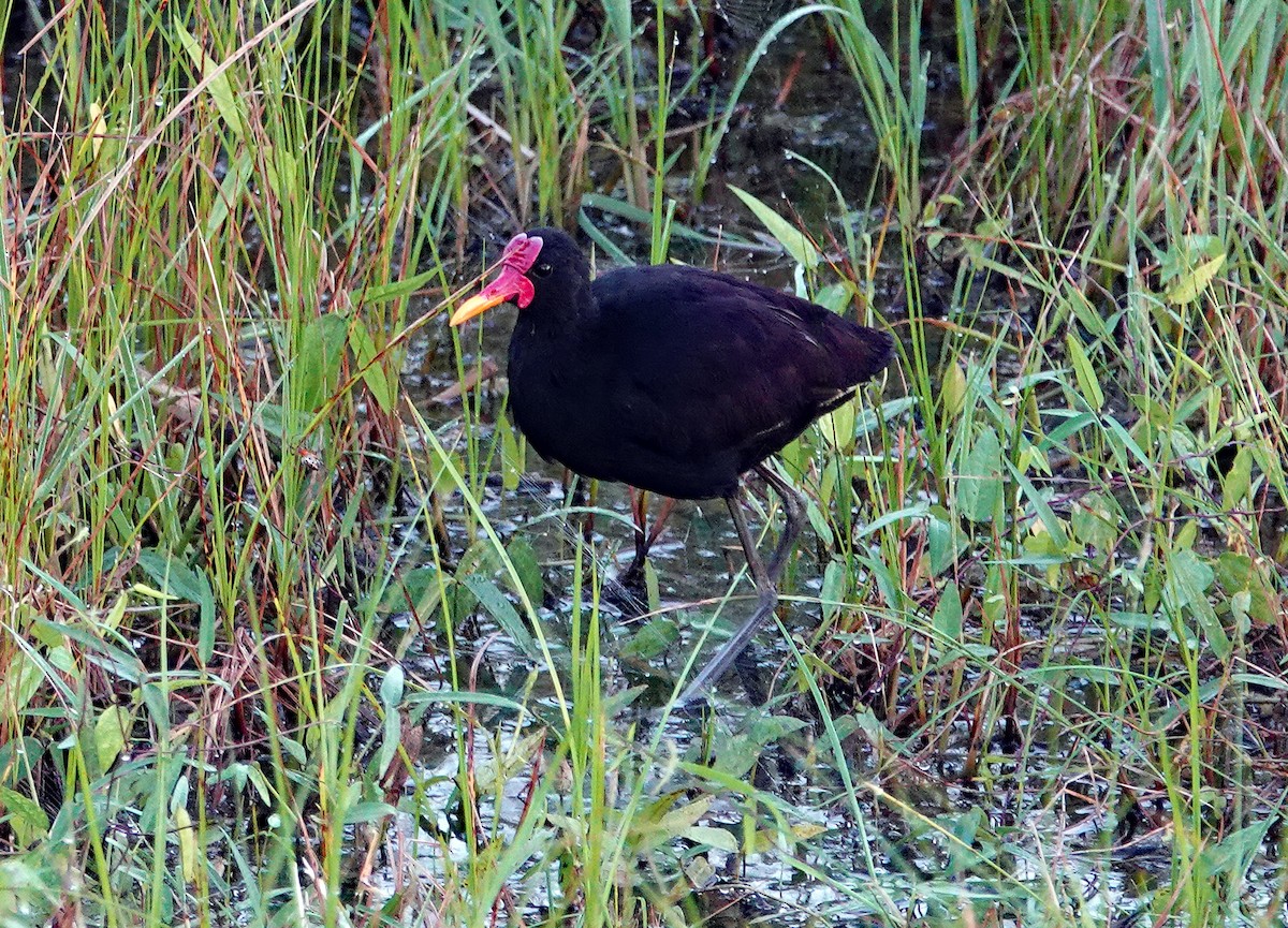 Wattled Jacana (Black-backed) - ML615764155