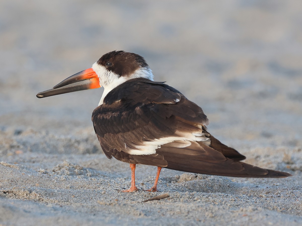 Black Skimmer - Alan Versaw