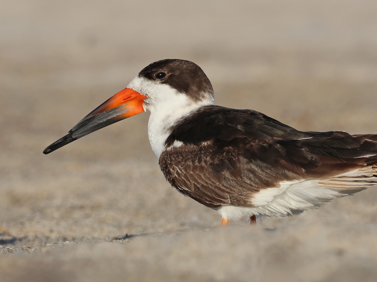 Black Skimmer - ML615764157