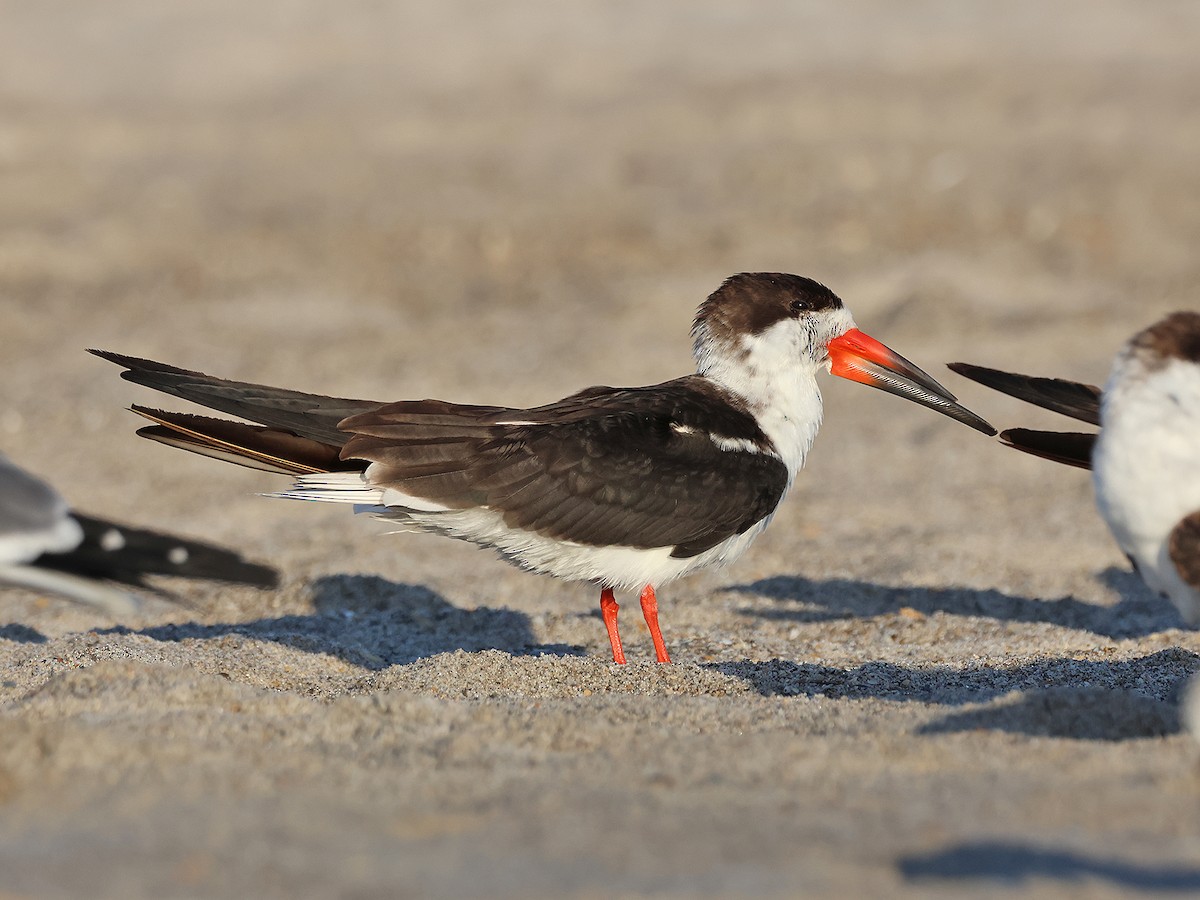 Black Skimmer - ML615764158