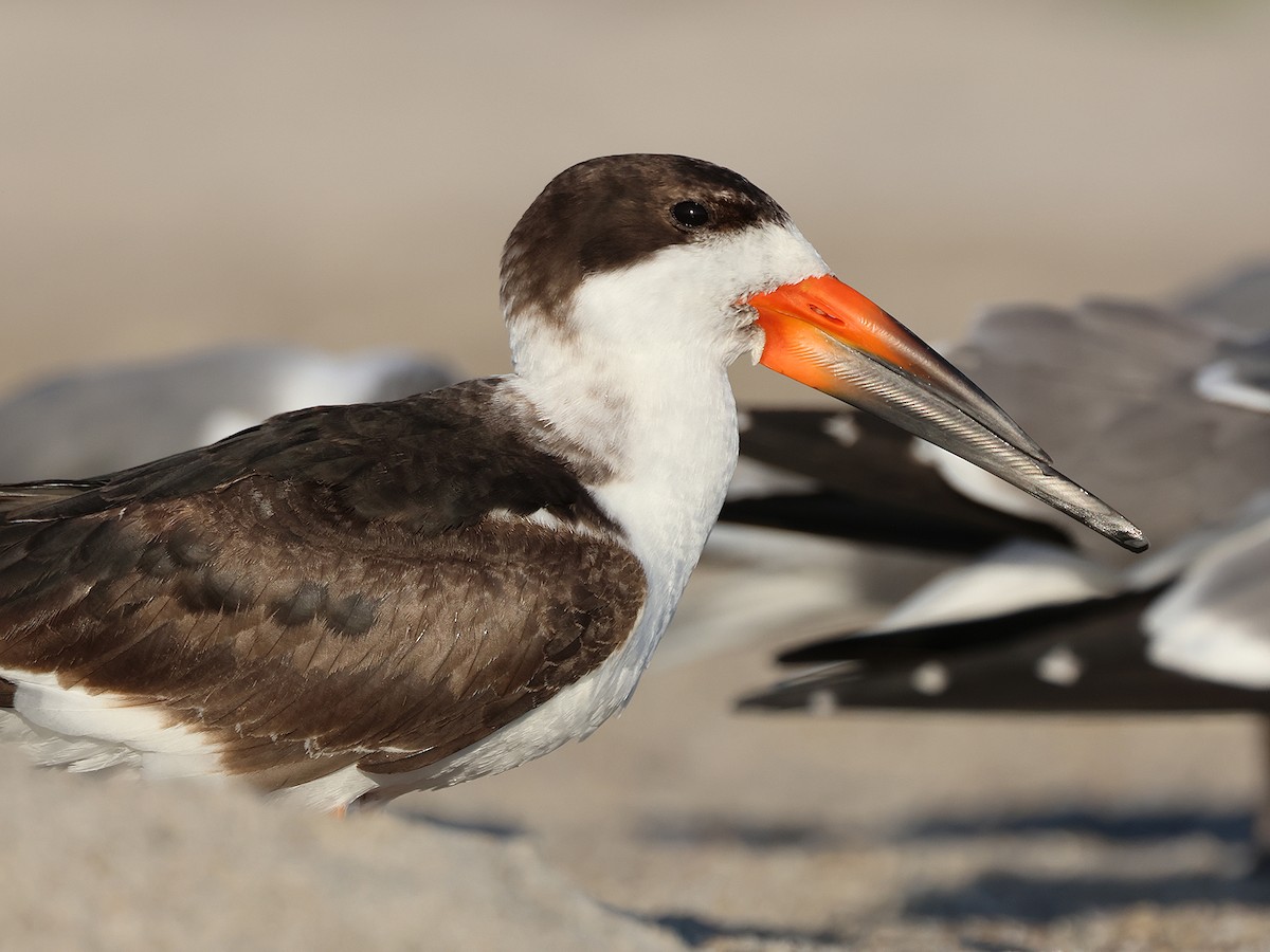 Black Skimmer - ML615764160