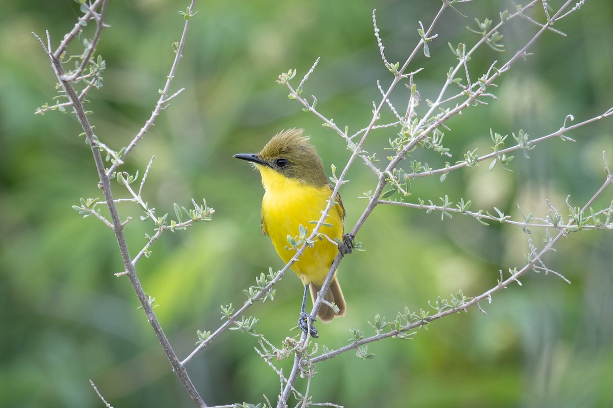 Subtropical Doradito - ML615764191