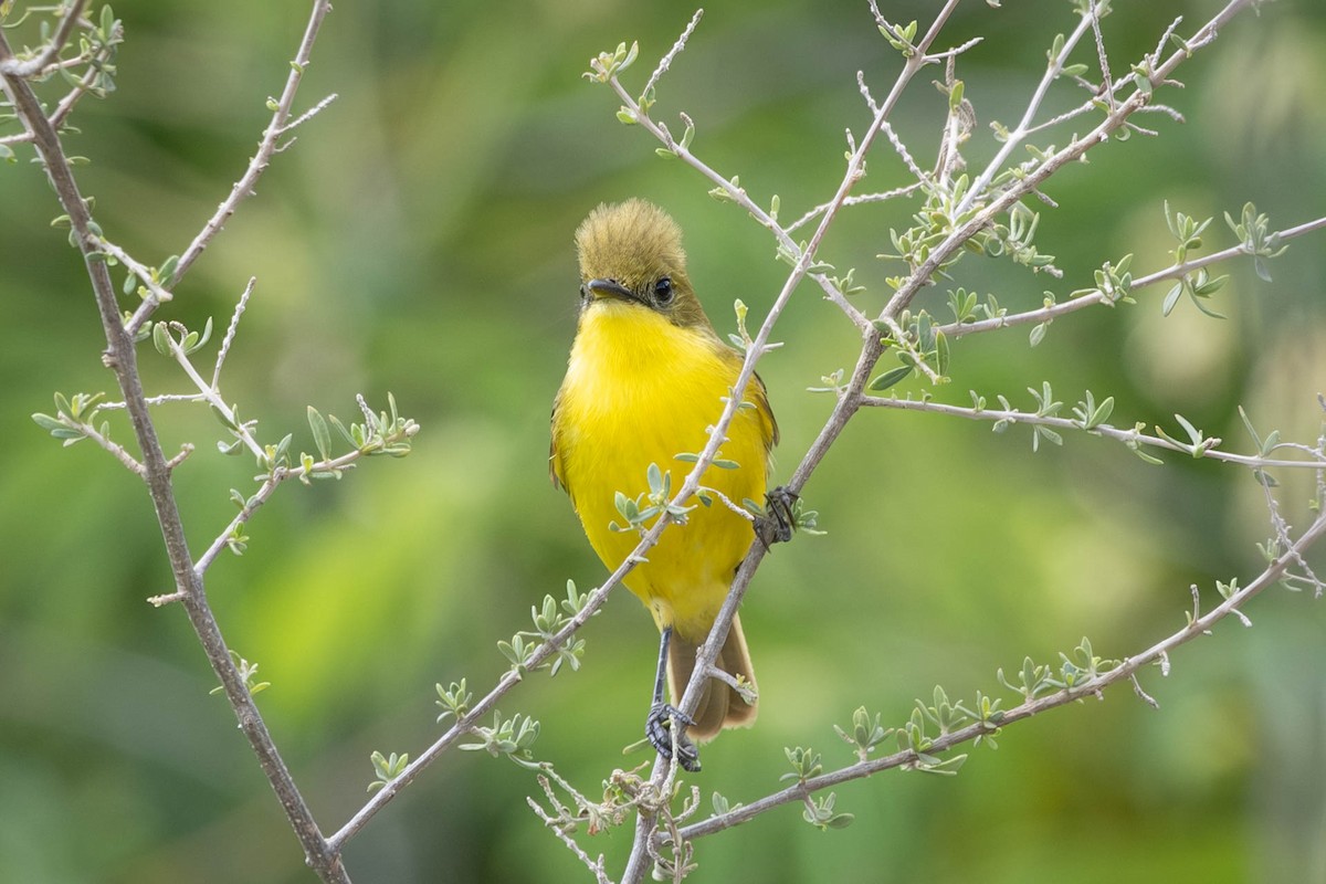 Subtropical Doradito - ML615764192