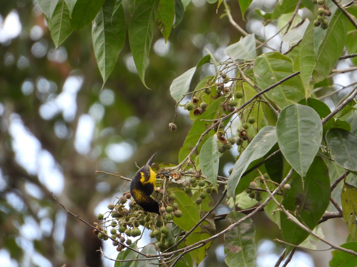 Black-vented Oriole - ML615764197