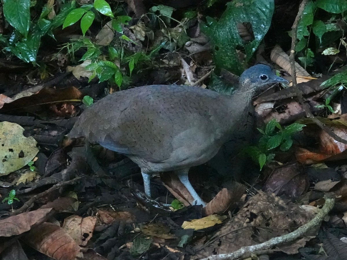 Great Tinamou - ML615764205