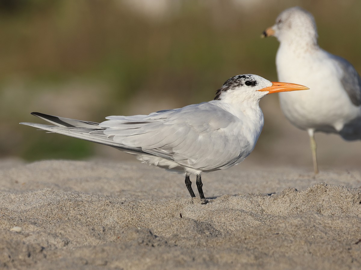 Royal Tern - ML615764255