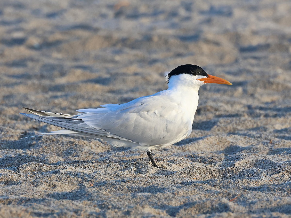 Royal Tern - ML615764257