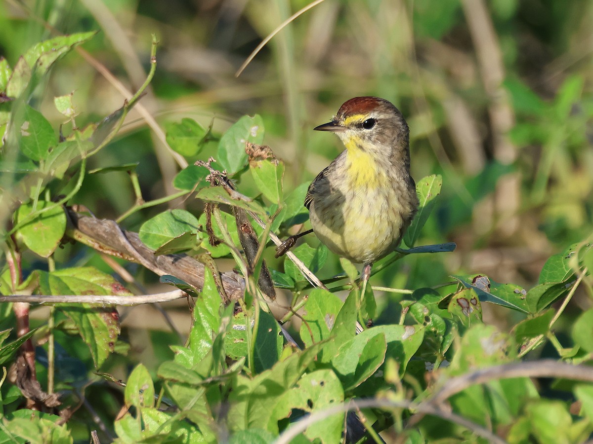 Palm Warbler - Alan Versaw