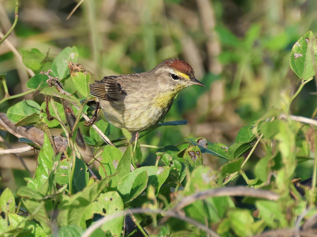 Palm Warbler - ML615764295