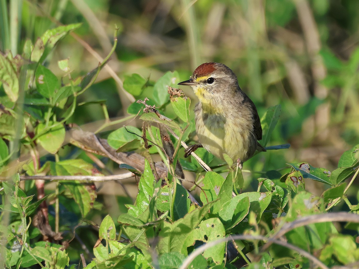 Palm Warbler - ML615764296