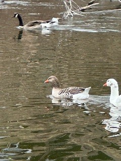 Graylag Goose (Domestic type) - ML615764315