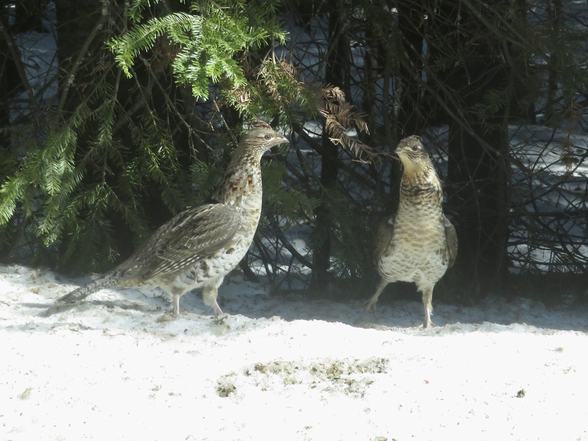 Ruffed Grouse - ML615764337