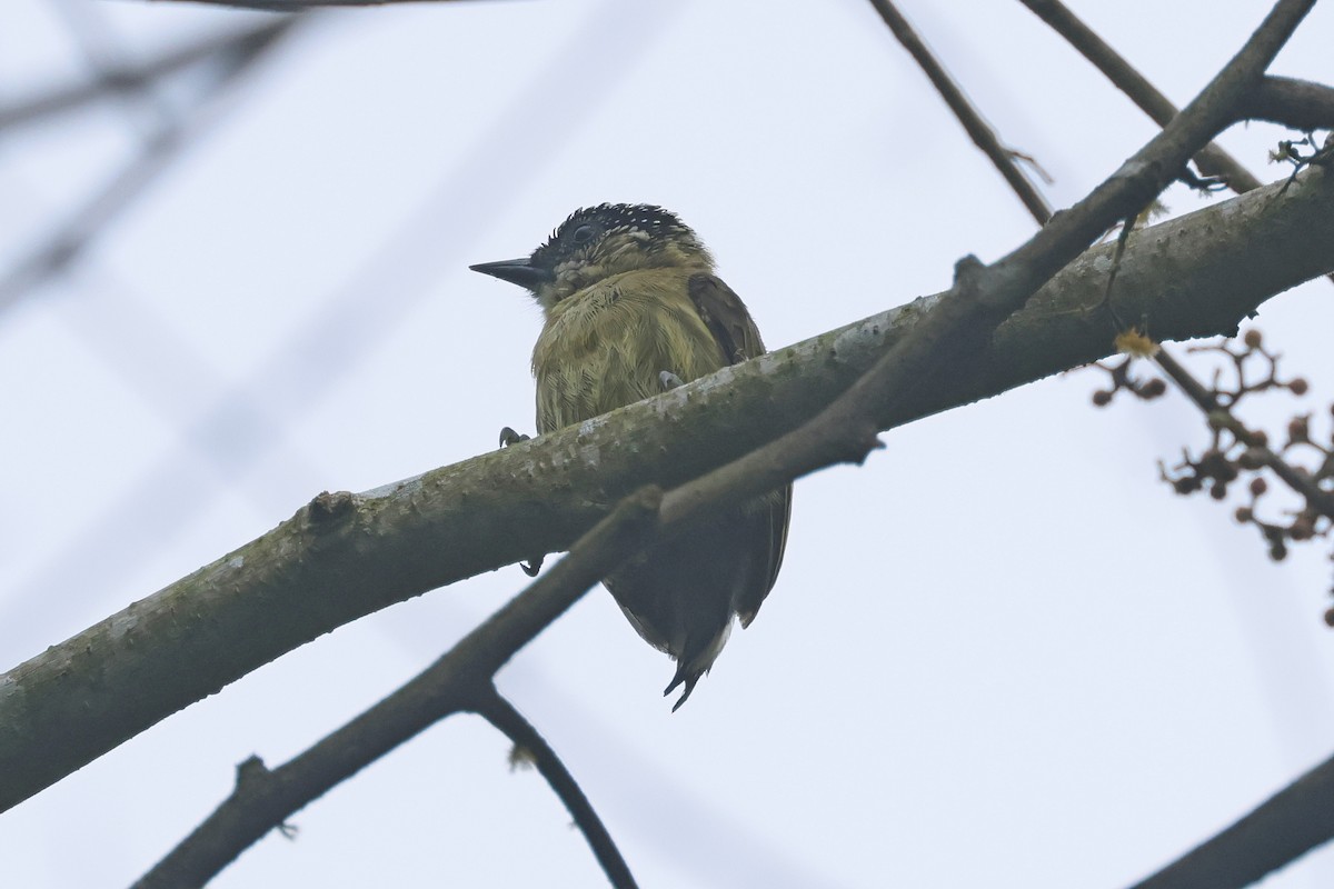 Olivaceous Piculet - Lyle Hamilton