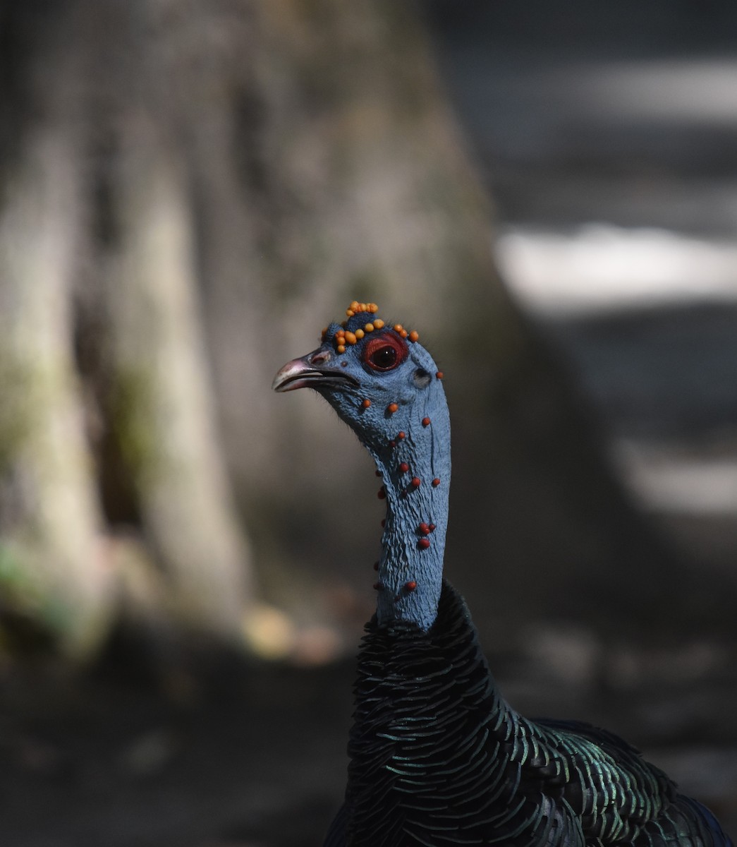 Ocellated Turkey - ML615764401