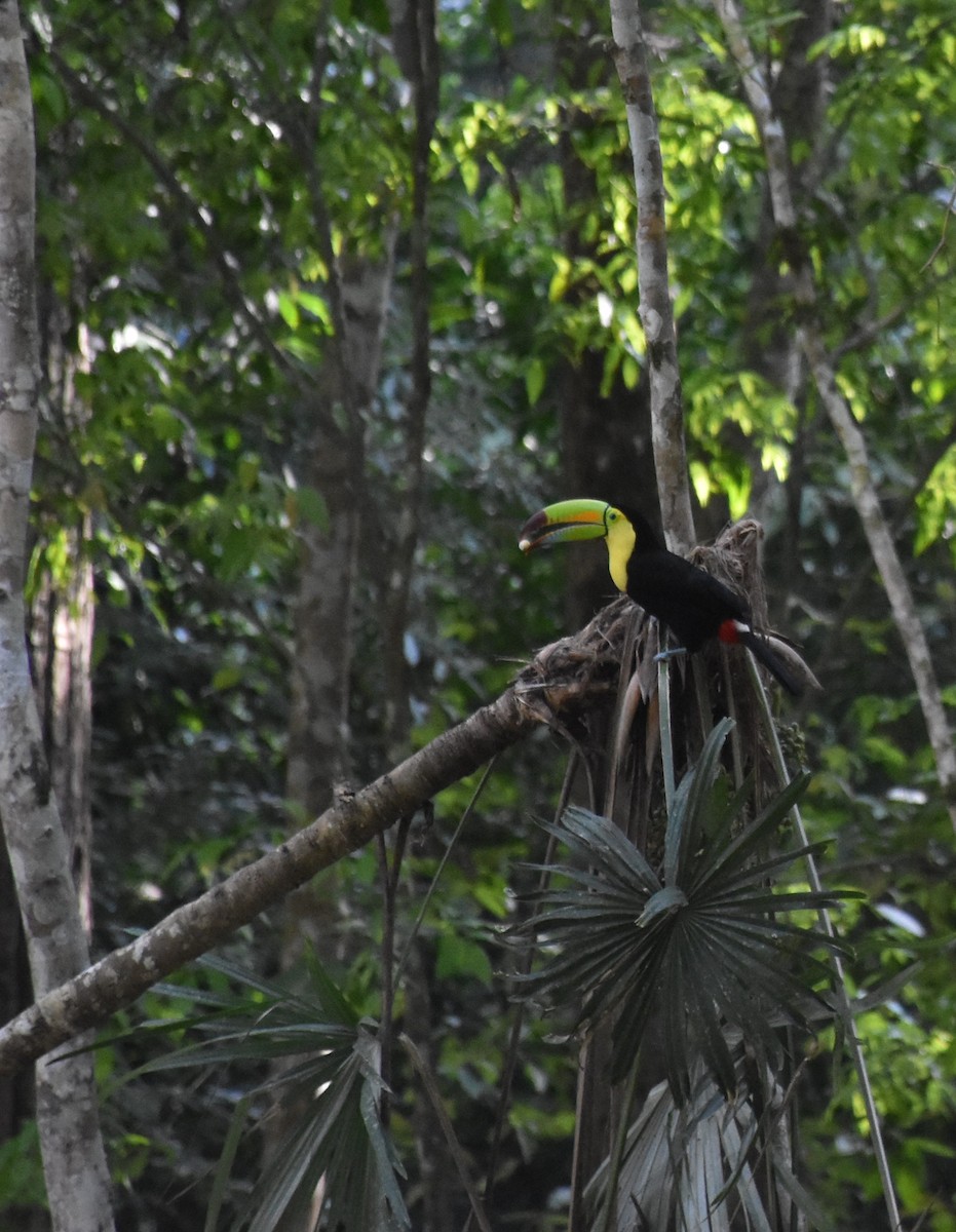 Keel-billed Toucan - ML615764423