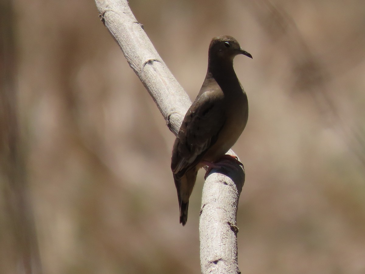 Plain-breasted Ground Dove - ML615764439