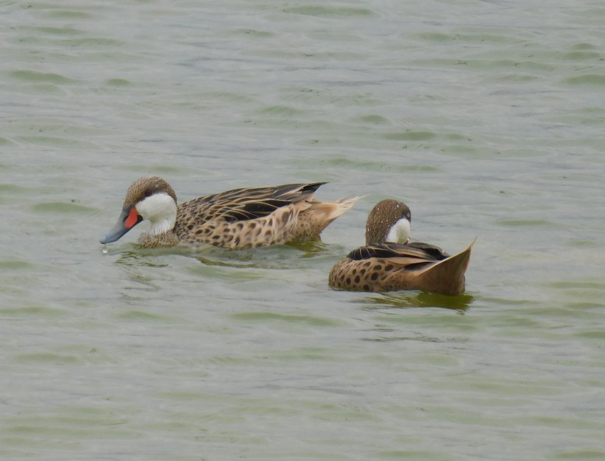 White-cheeked Pintail - Luis Manuel Gómez