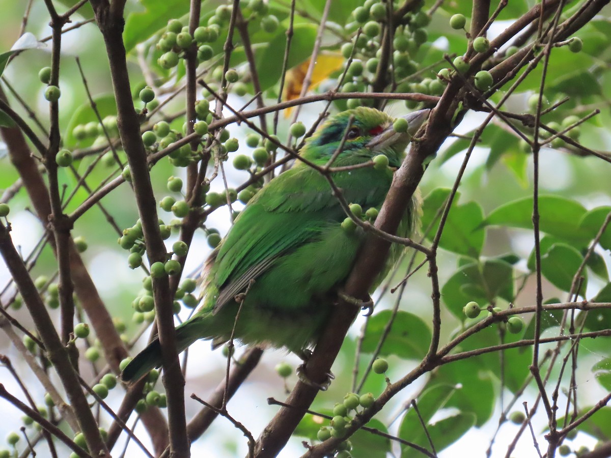 Moustached Barbet - Kirsti Carr