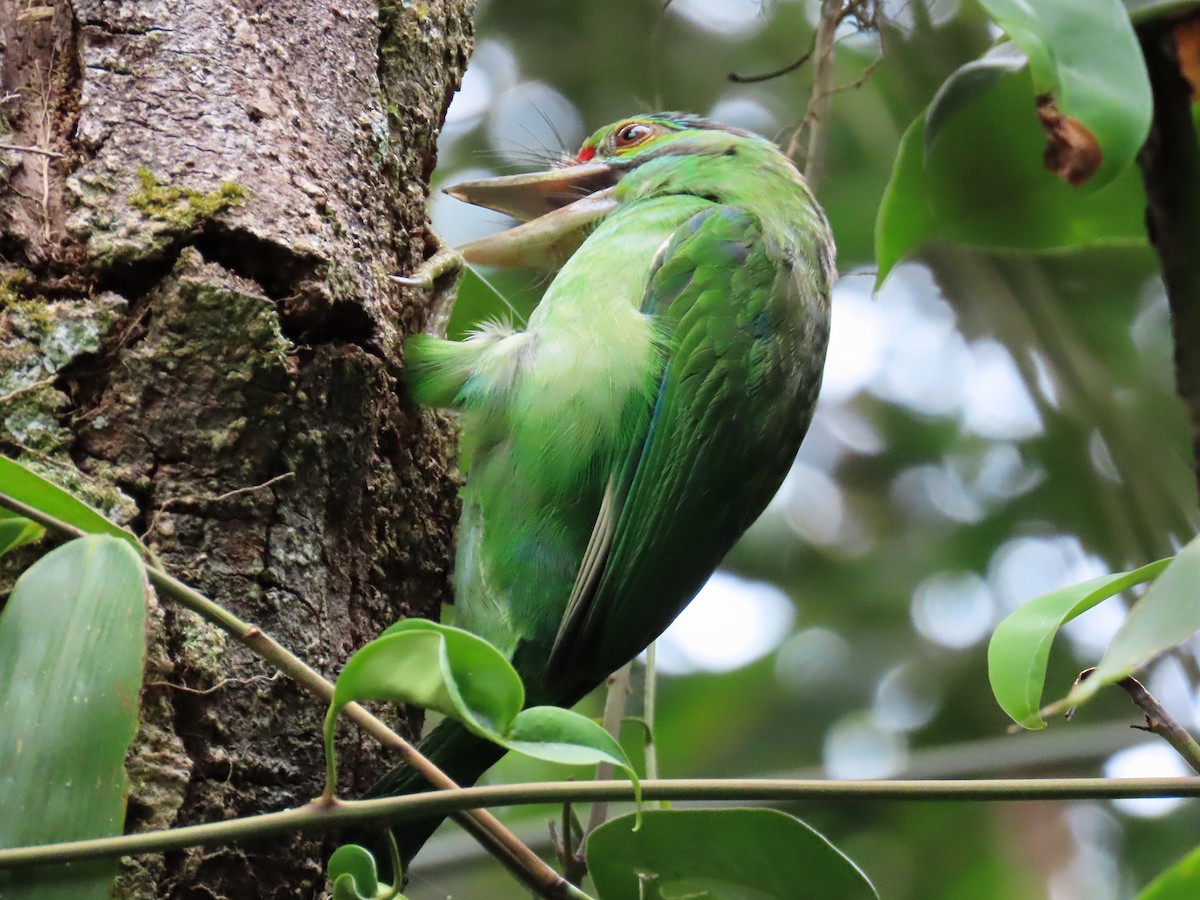 Moustached Barbet - Kirsti Carr