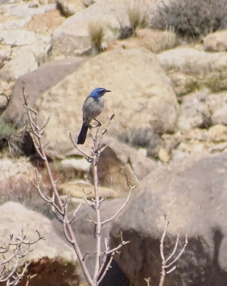 California Scrub-Jay - ML615764572