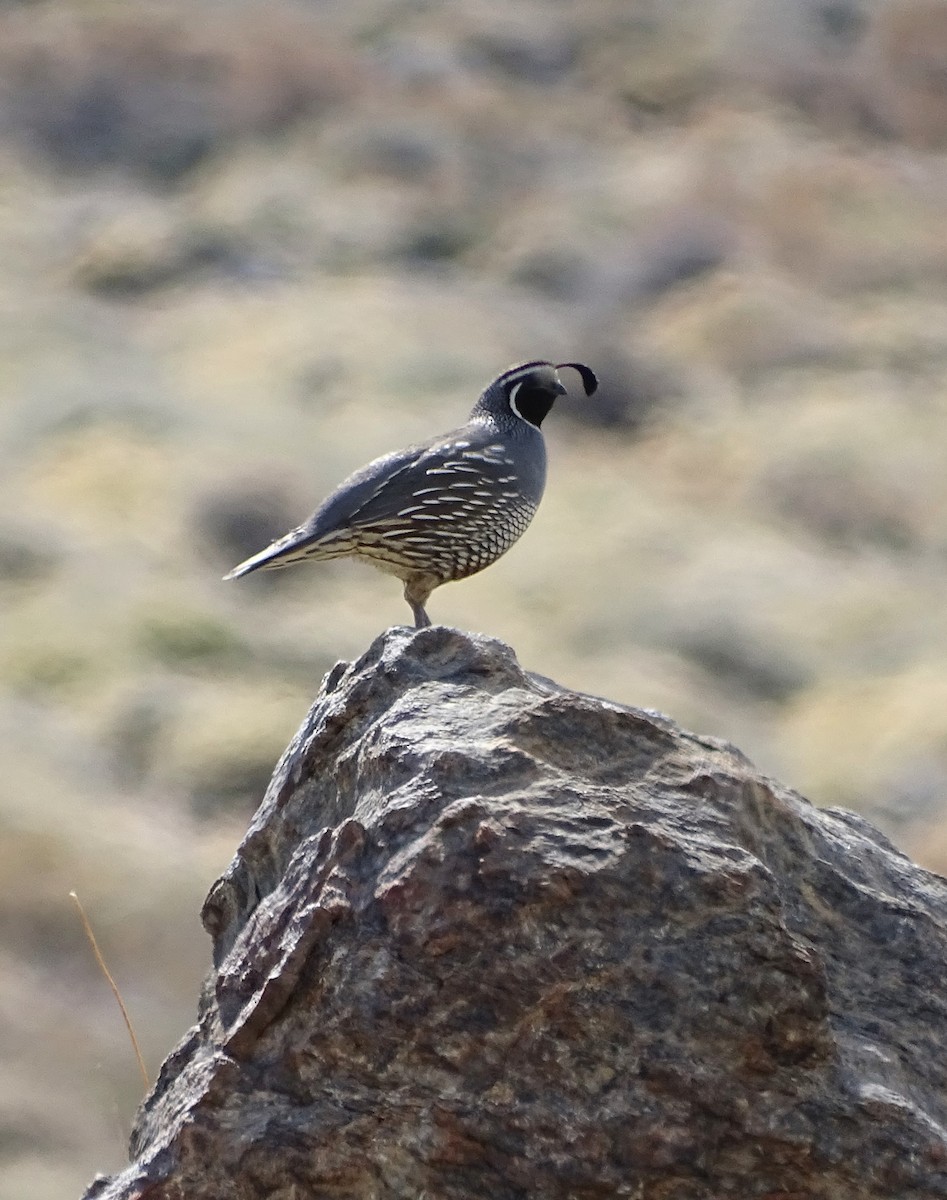 California Quail - ML615764615