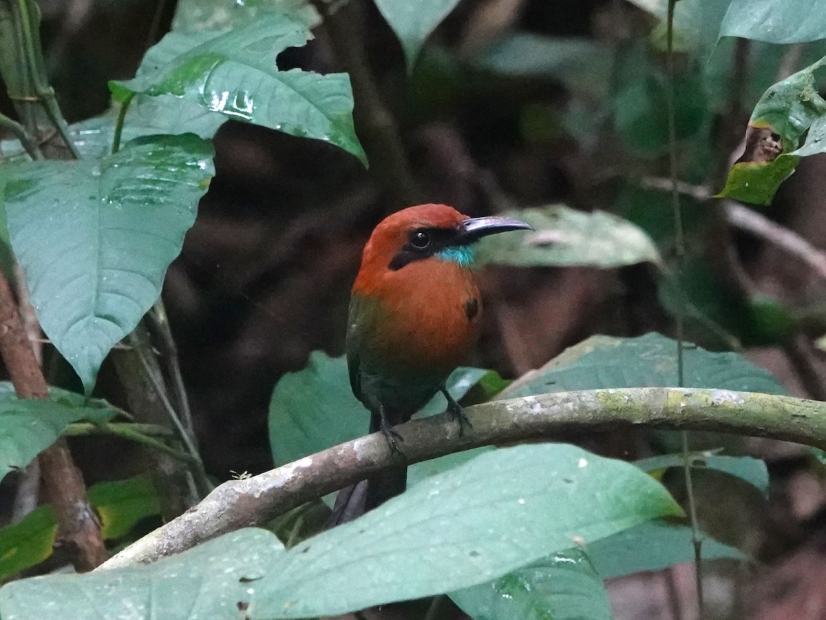 Broad-billed Motmot - ML615764617