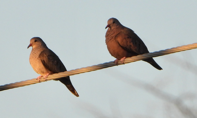 Ruddy Ground Dove - ML615764619