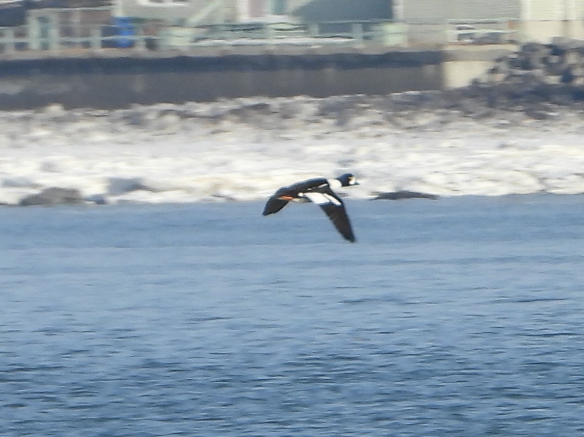 Barrow's Goldeneye - ML615764622