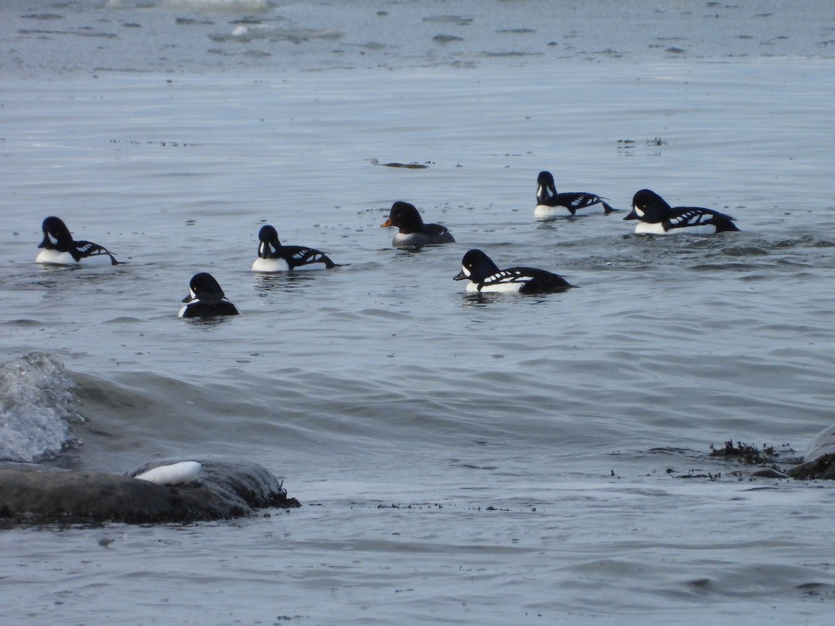 Barrow's Goldeneye - ML615764623