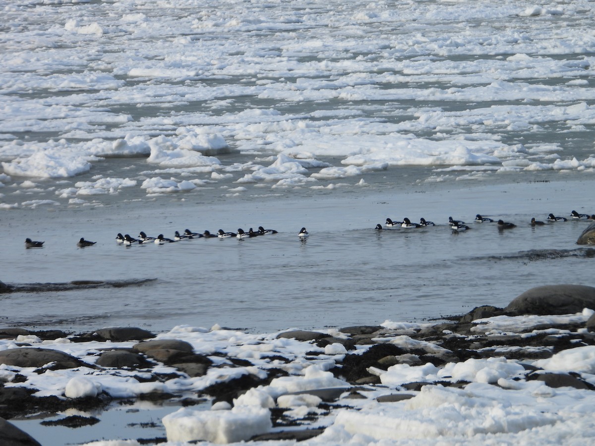 Barrow's Goldeneye - ML615764624