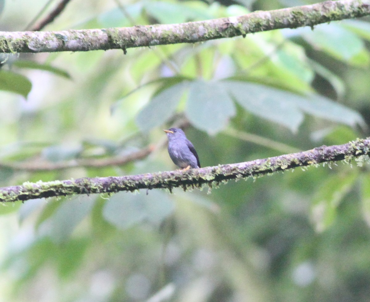 Yellow-footed Flycatcher - ML615764646