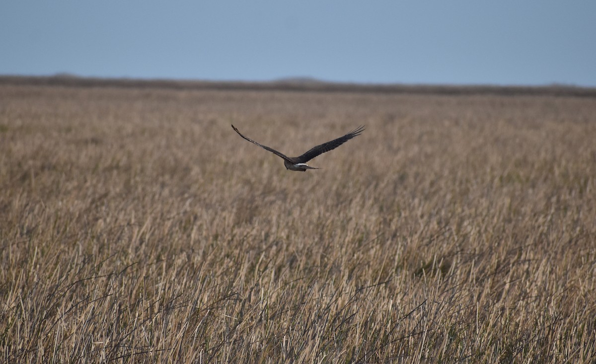 Aguilucho de Hudson - ML615764722