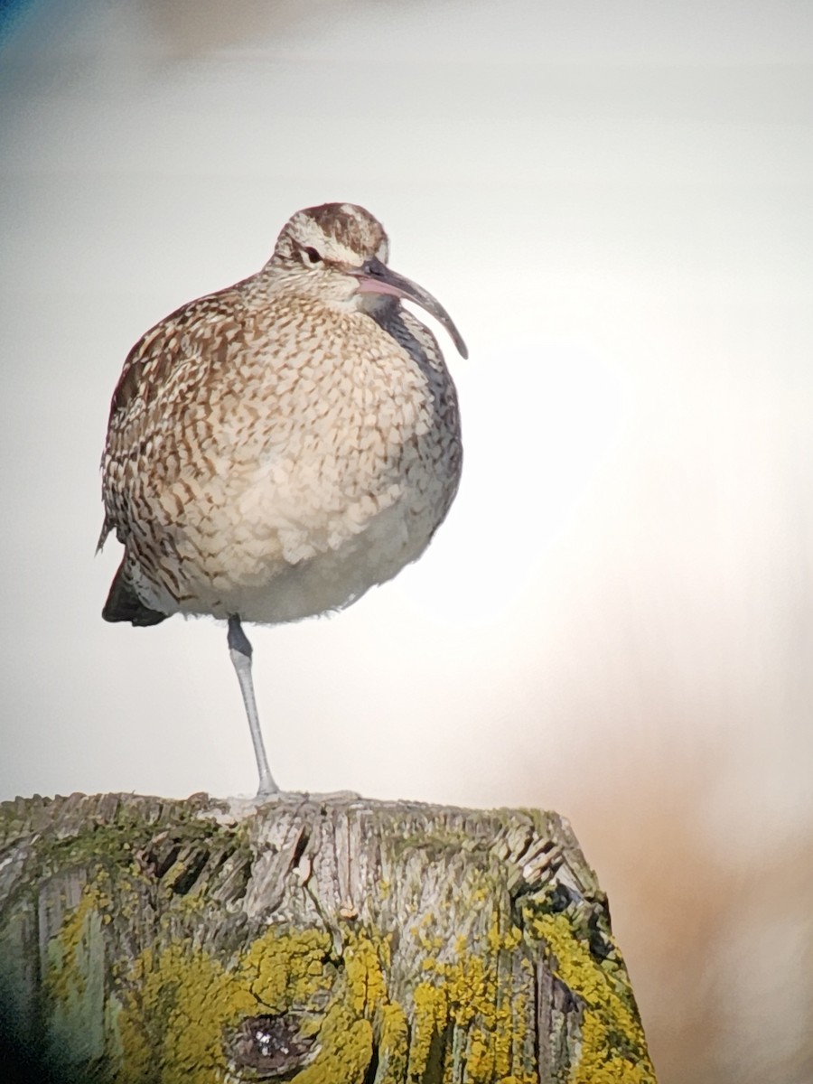 Whimbrel - ML615764787