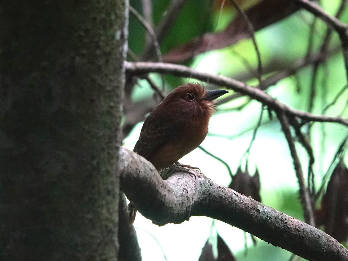 White-whiskered Puffbird - ML615764802