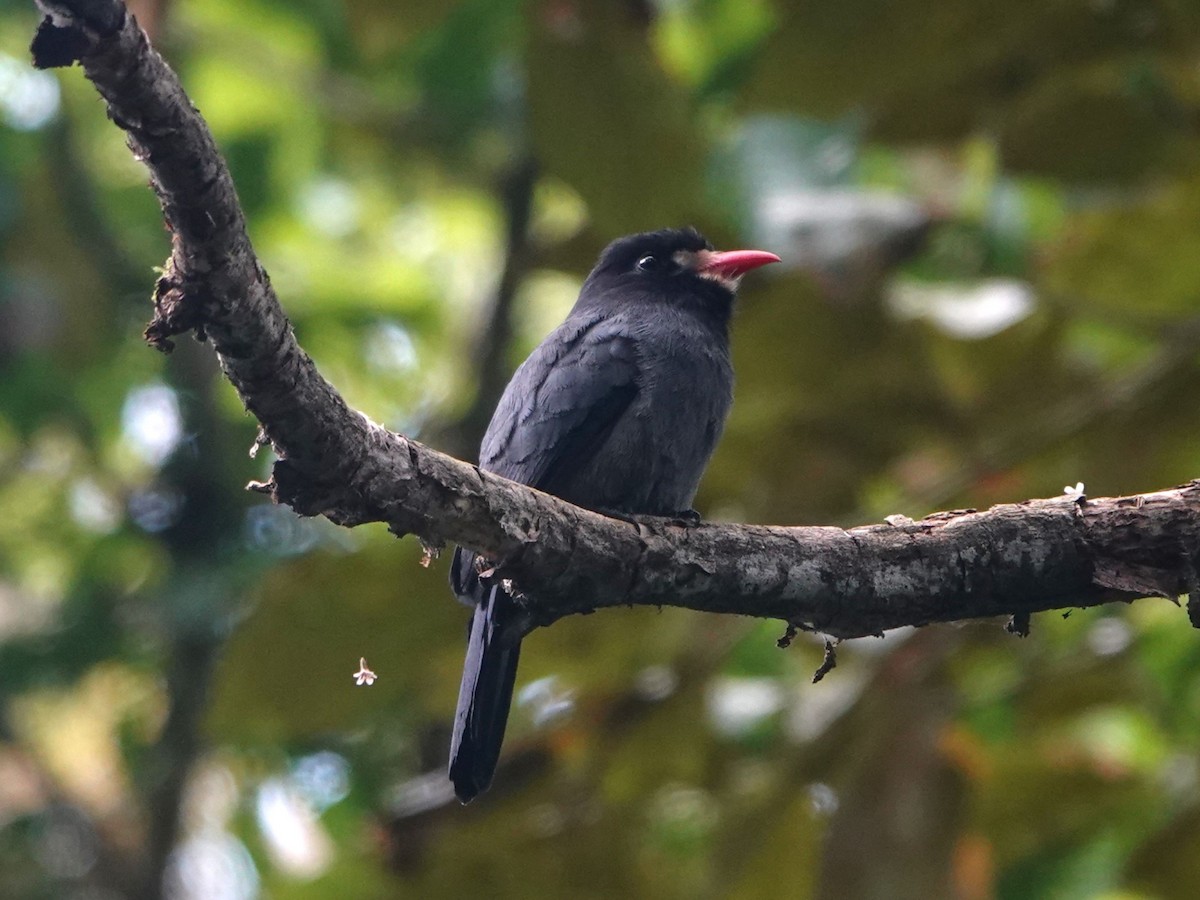 White-fronted Nunbird - ML615764809