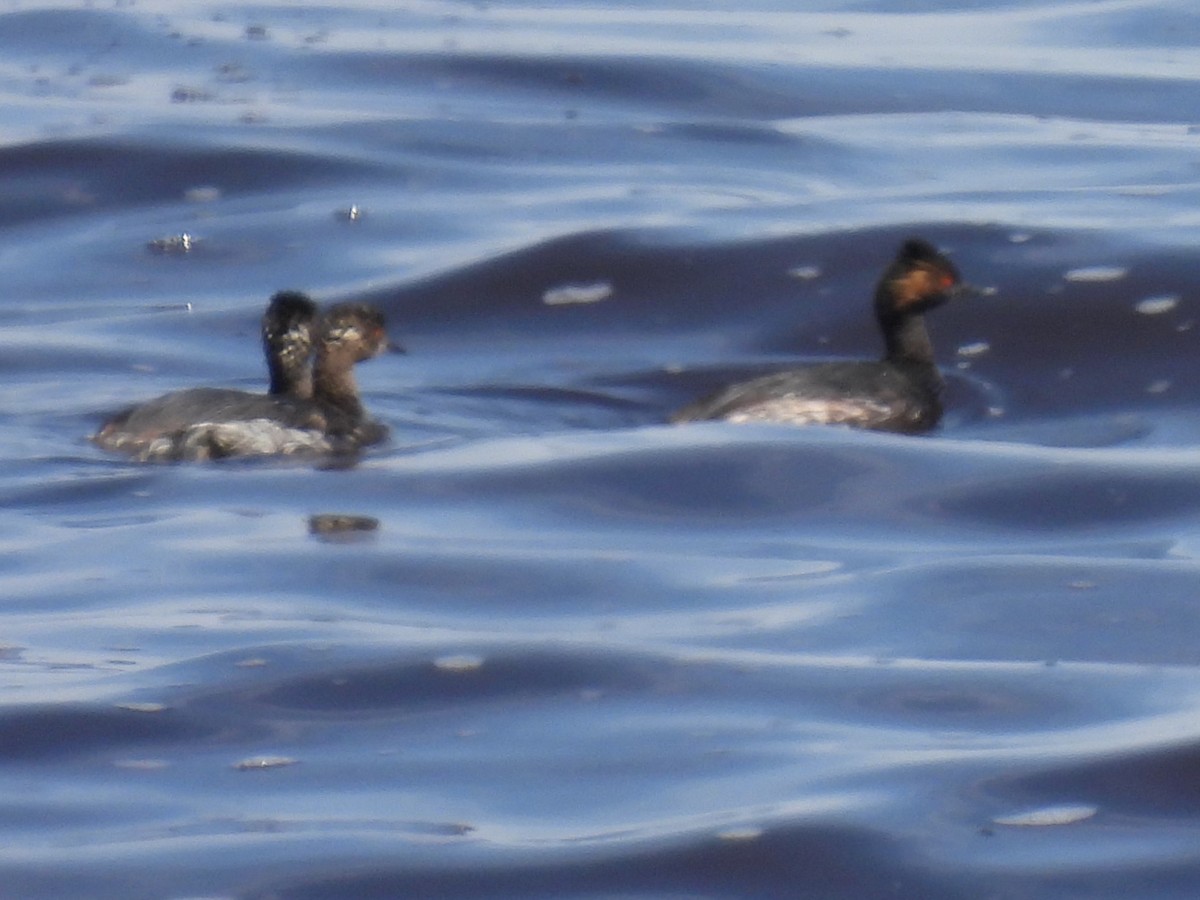 Eared Grebe - ML615764829