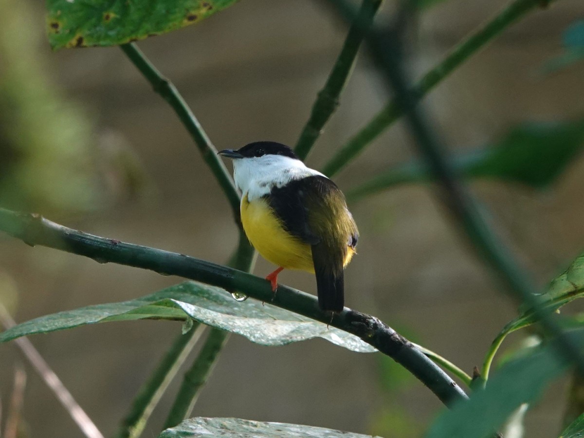 Manakin à col blanc - ML615764840