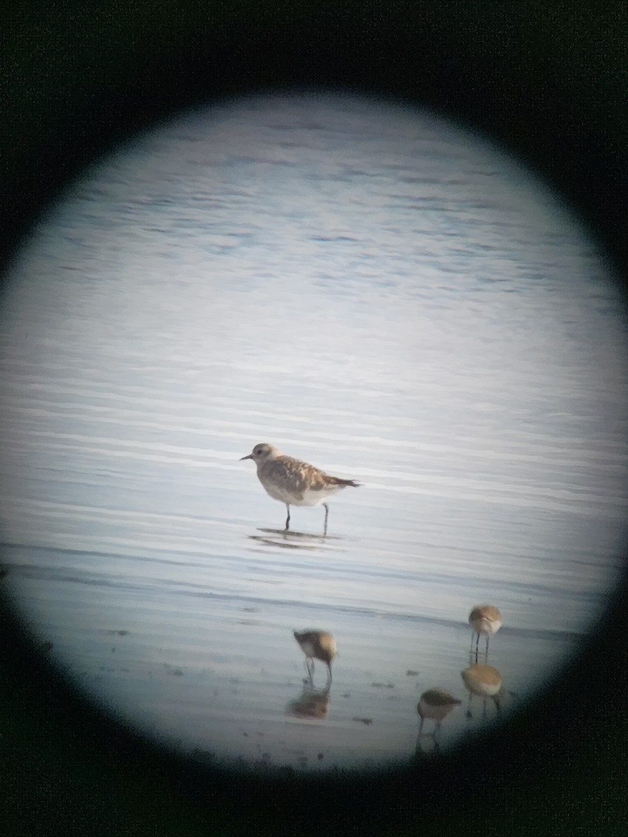 Black-bellied Plover - ML615764847