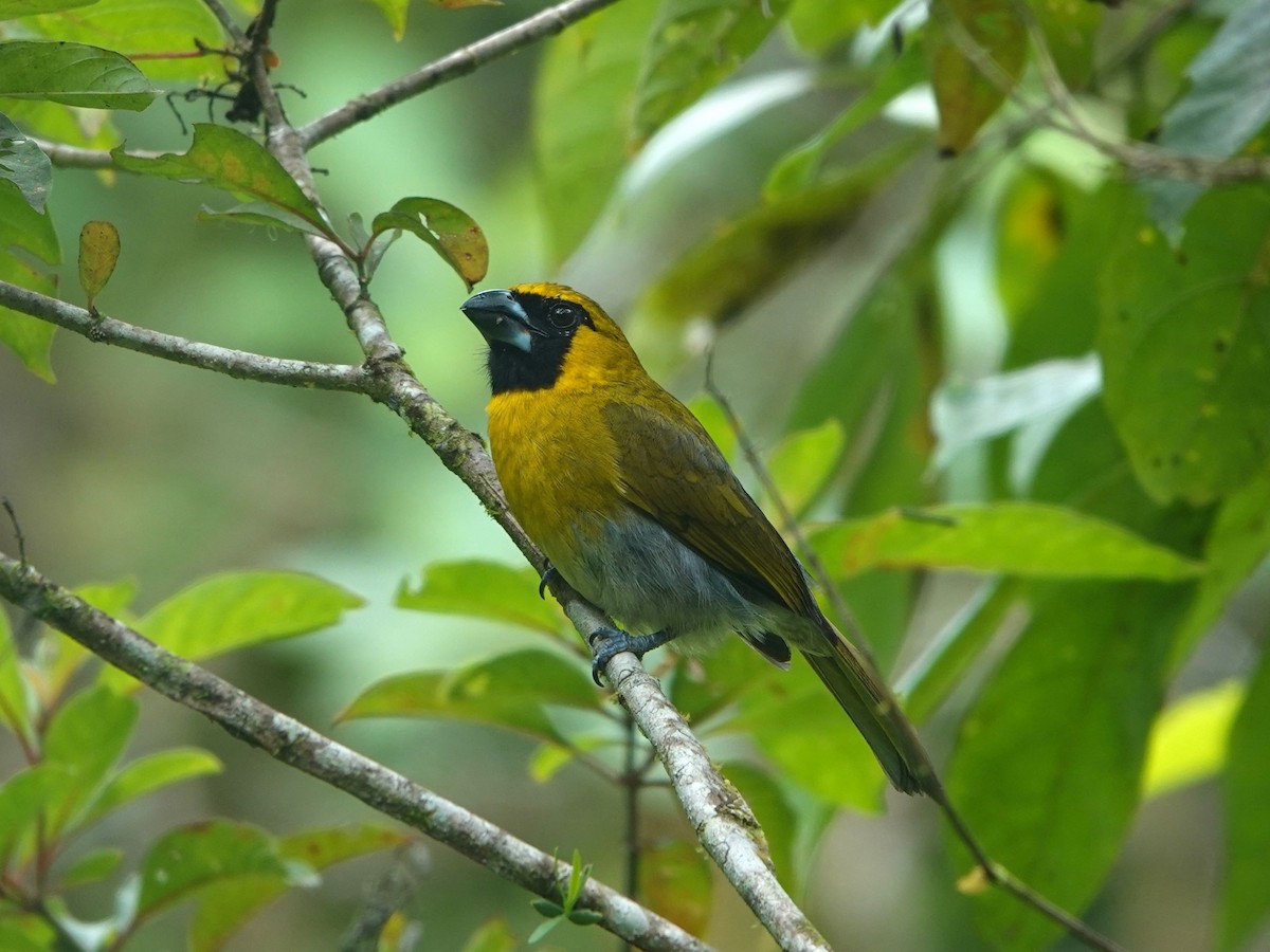 Black-faced Grosbeak - ML615764851