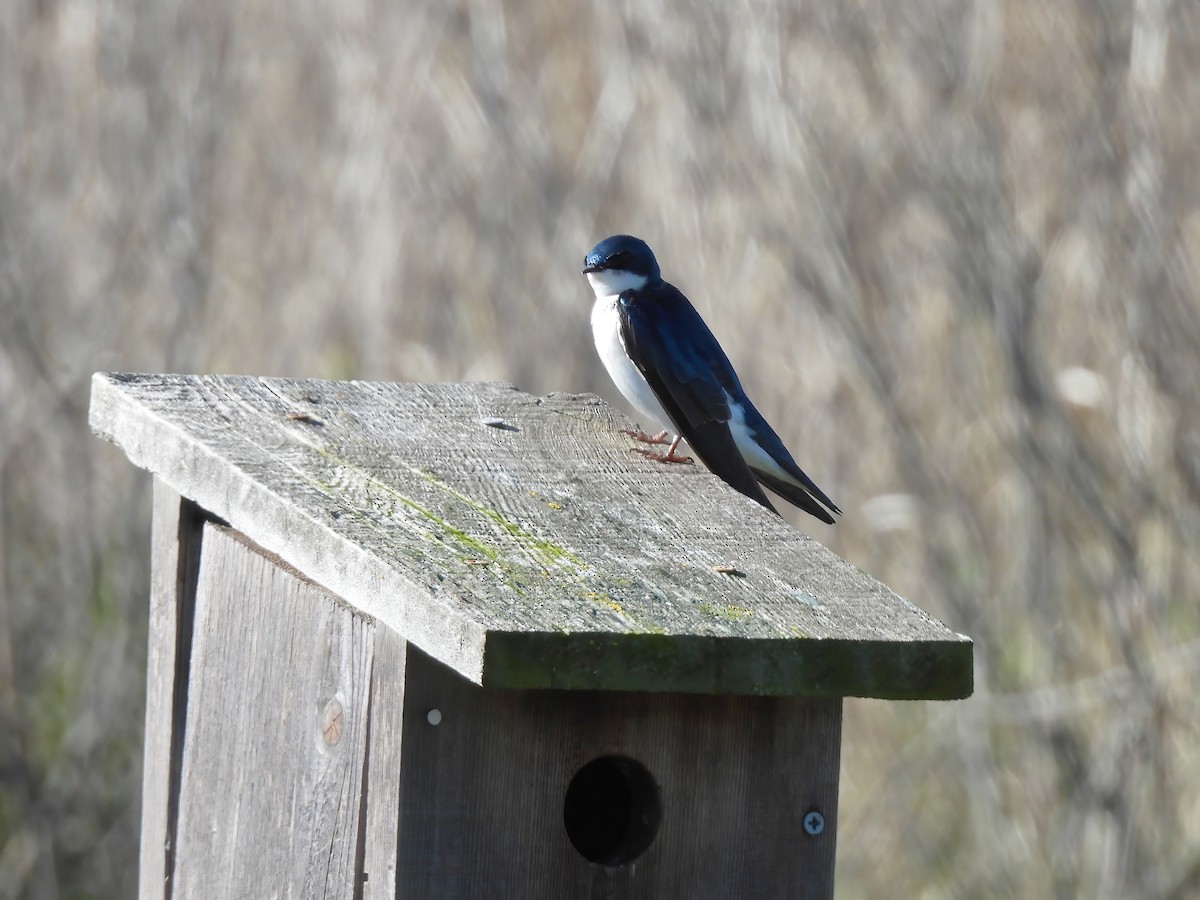 Tree Swallow - ML615764865