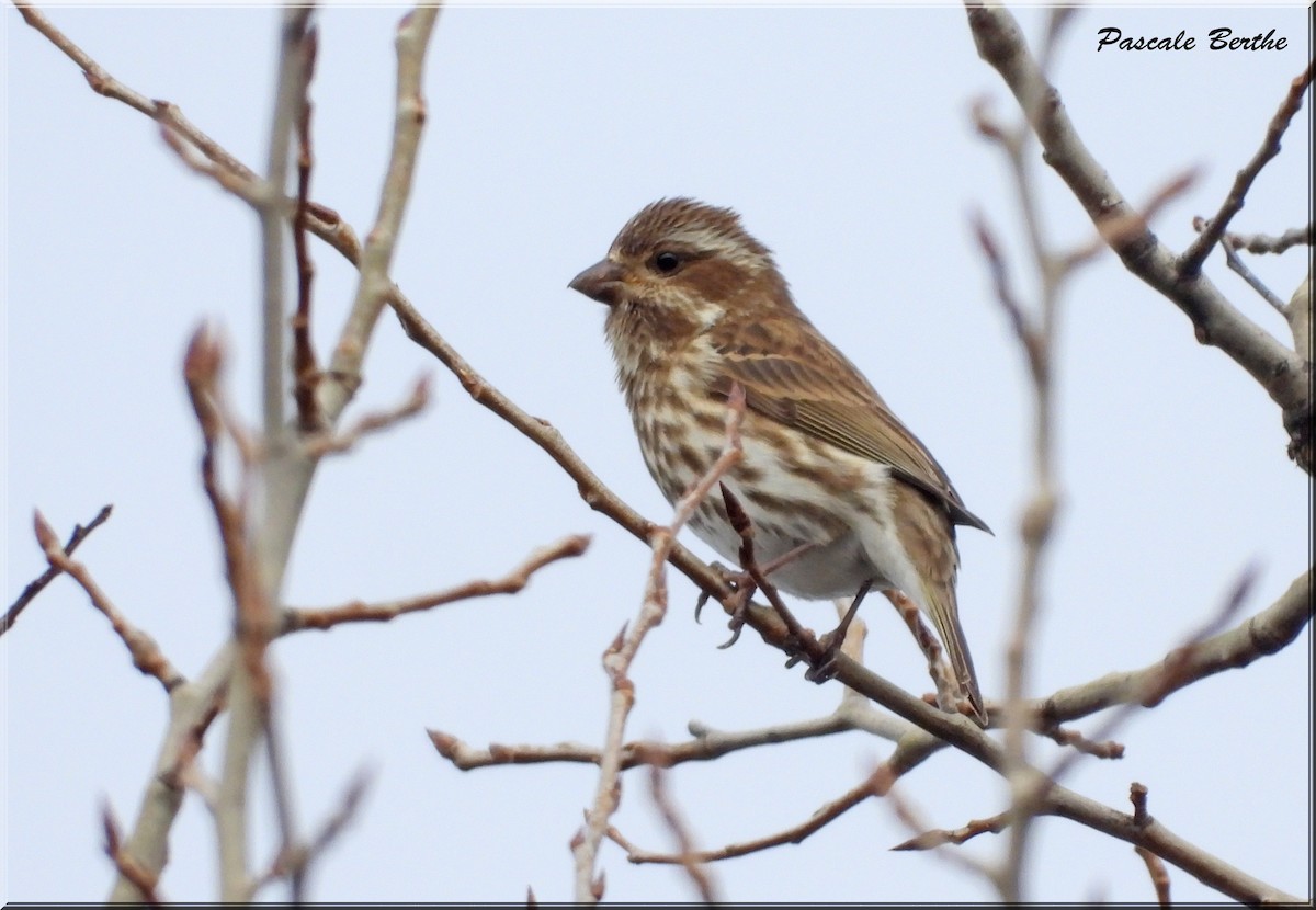 Purple Finch - ML615764920