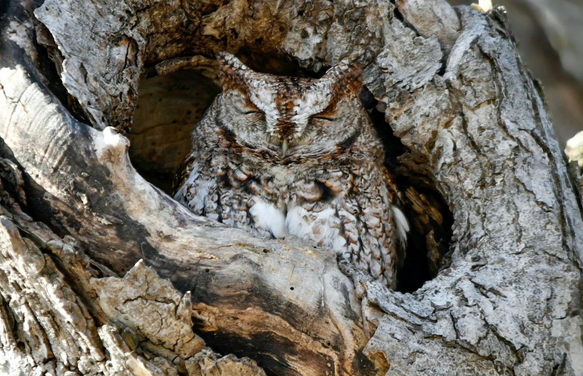 Eastern Screech-Owl - ML615764927