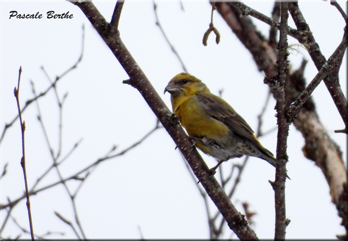 Red Crossbill - ML615764929