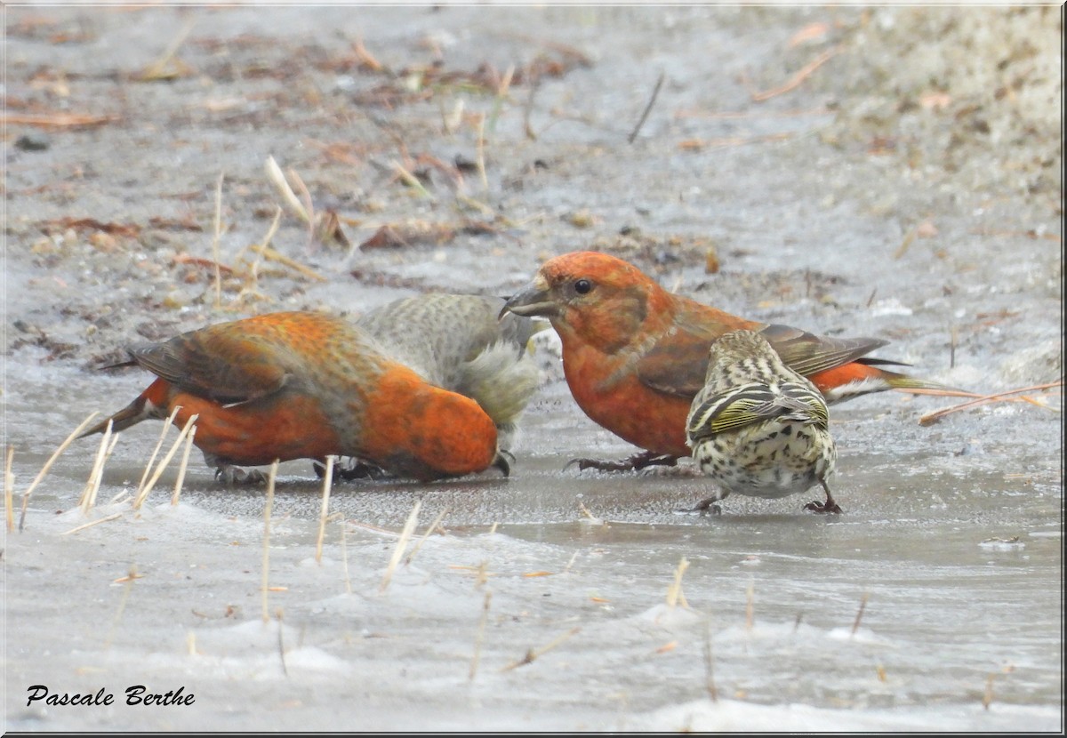 Red Crossbill - ML615764930