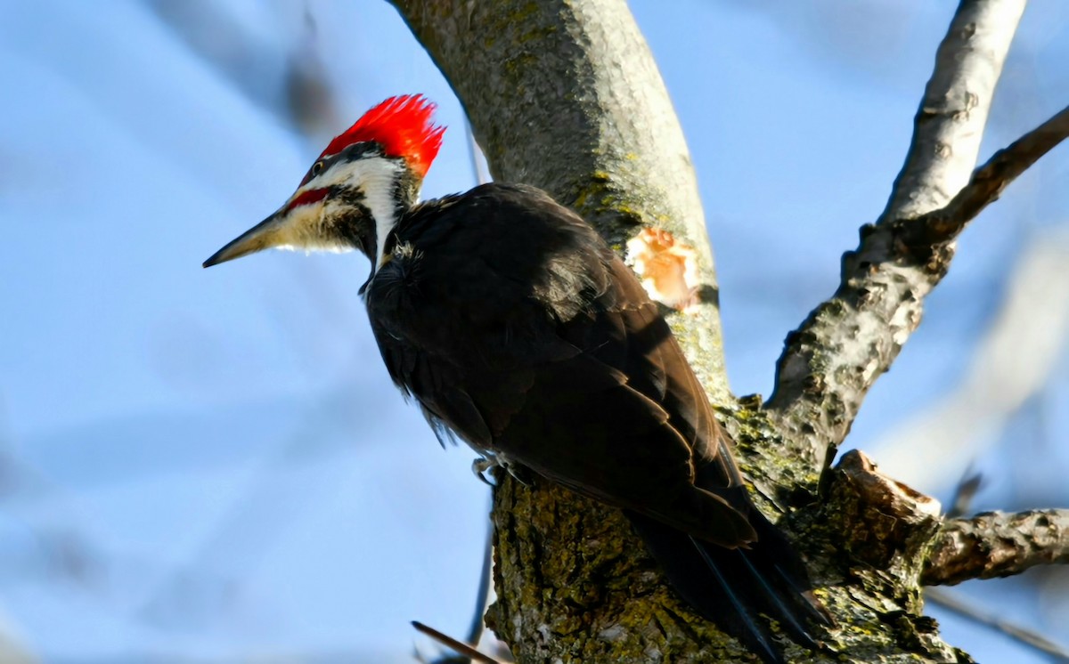 Pileated Woodpecker - Florence Blais